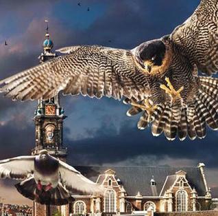 De wilde stad KH 2018