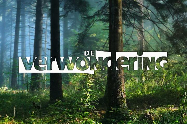 De Verwondering